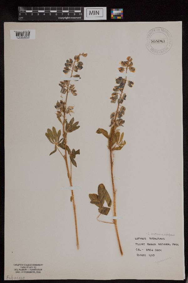 Lupinus arcticus subsp. subalpinus image