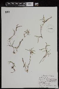 Image of Heteranthera dubia