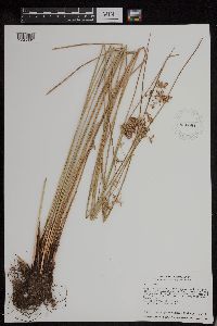 Juncus effusus image