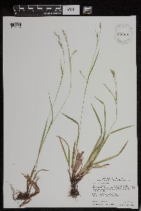 Carex arctata image