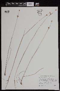 Juncus stygius image