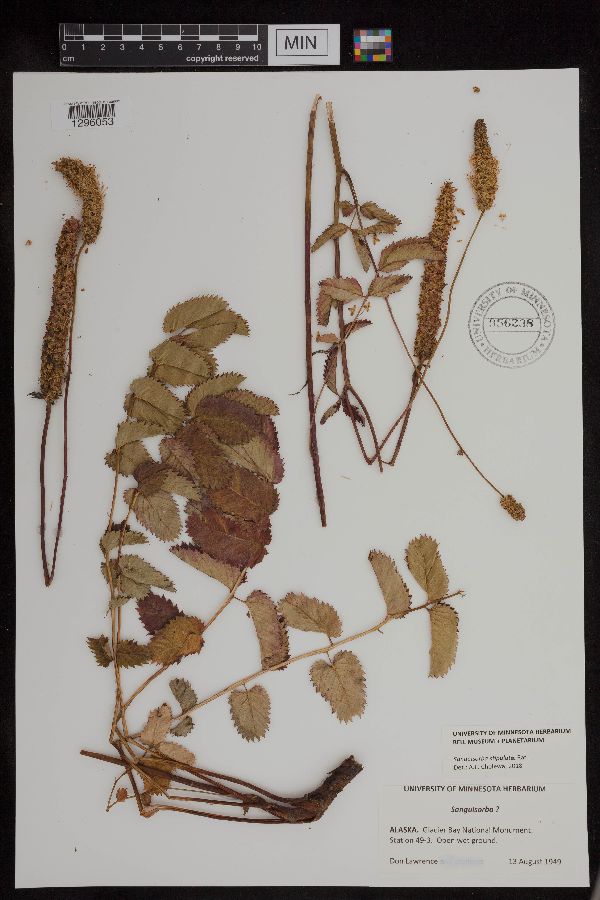 Sanguisorba stipulata image