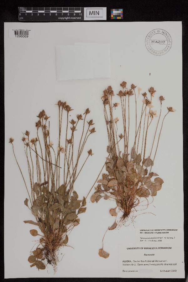 Parnassia kotzebuei image