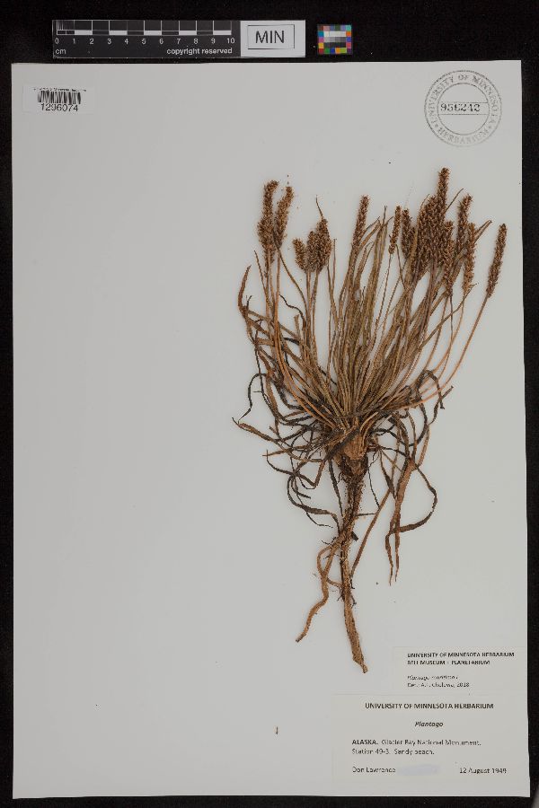 Plantago maritima image