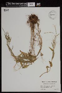 Epilobium behringianum image
