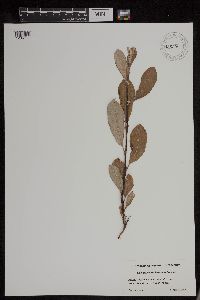 Salix sitchensis image