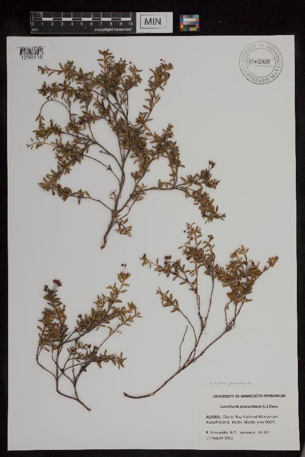 Kalmia procumbens image