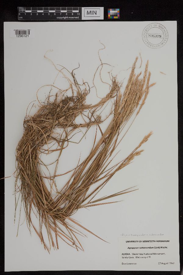 Elymus trachycaulus subsp. subsecundus image