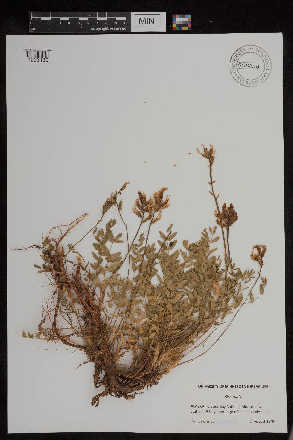 Oxytropis image
