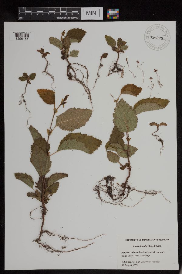 Alnus sinuata image