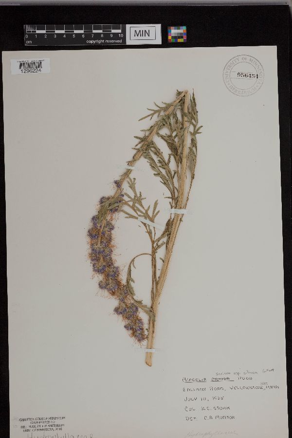 Phacelia sericea subsp. ciliosa image