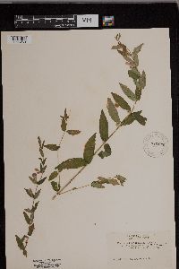 Scutellaria galericulata image