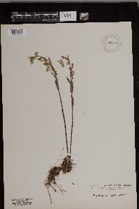 Scutellaria galericulata image