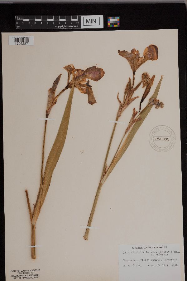 Iris virginica image