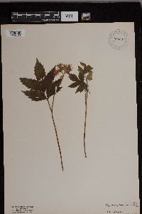 Image of Hydrophyllum virginianum
