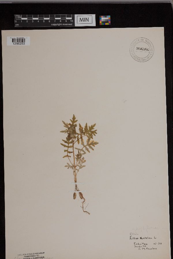 Ellisia image