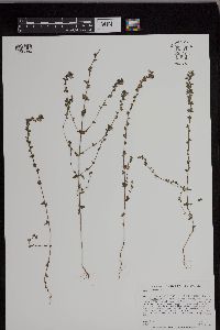 Image of Euphrasia officinalis