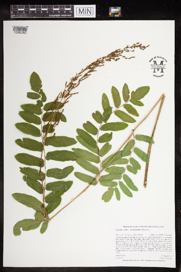 Osmunda image