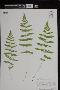 Thelypteris palustris image