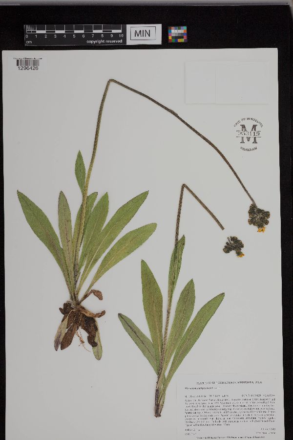 Hieracium caespitosum image