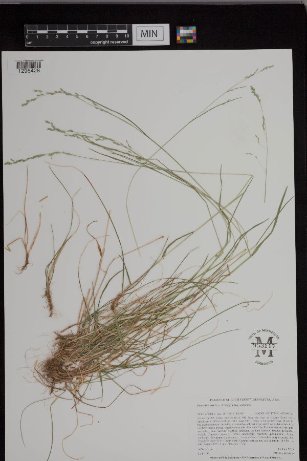 Poa saltuensis subsp. saltuensis image