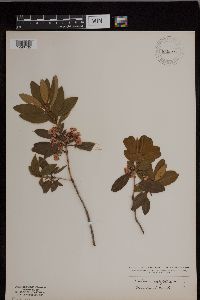 Image of Kalmia latifolia