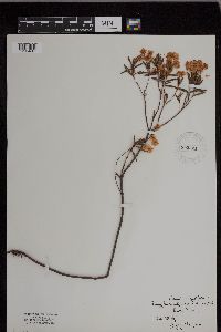 Image of Kalmia angustifolia