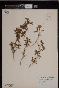 Image of Elliottia pyroliflora