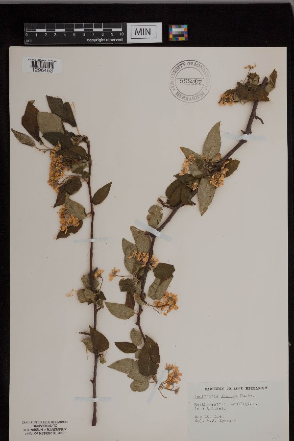Gaultheria shallon image