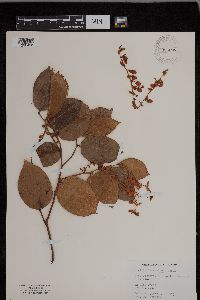 Gaultheria shallon image