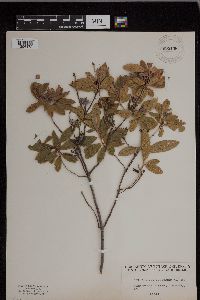 Rhododendron canadense image