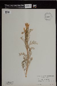Image of Astragalus asper