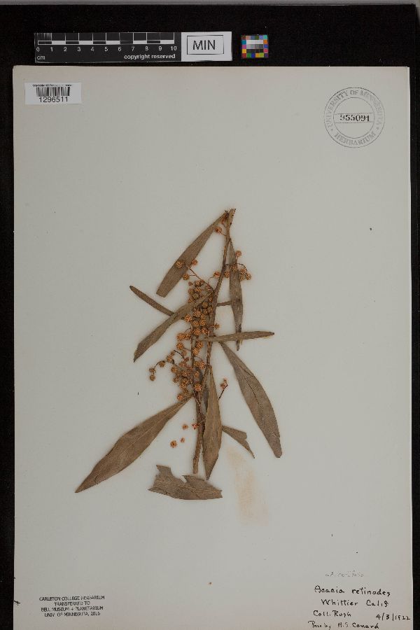 Acacia neriifolia image