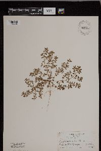 Image of Euphorbia nutans
