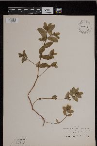 Euphorbia nutans image