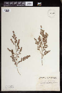 Image of Euphorbia humistrata