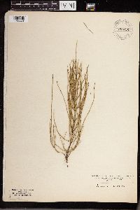 Equisetum arvense image