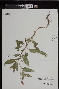 Persicaria pensylvanica image