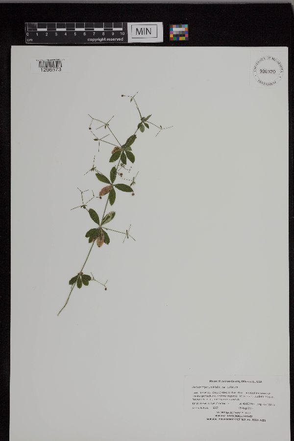 Galium triflorum var. triflorum image