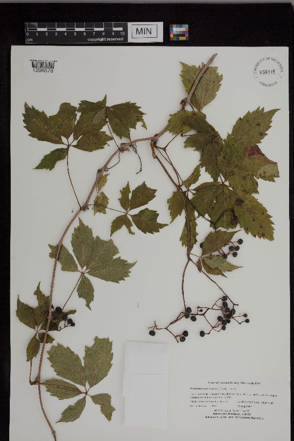 Parthenocissus vitacea image