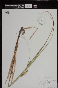 Carex utriculata image