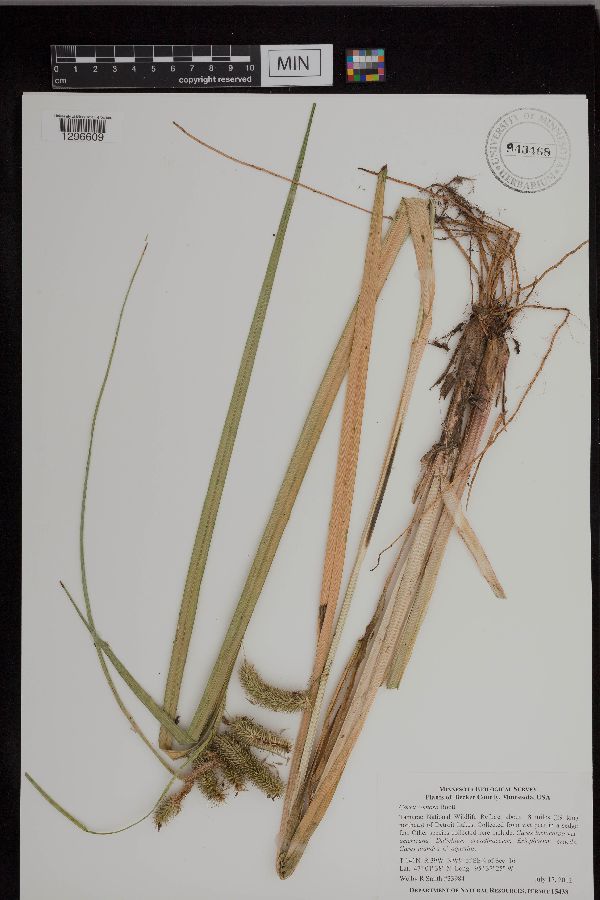 Carex comosa image