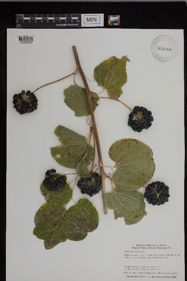 Smilax image