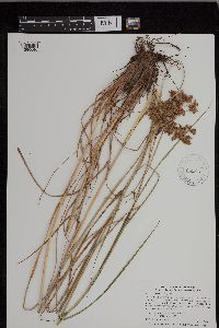 Scirpus cyperinus image