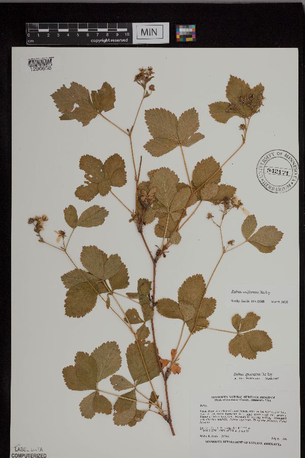 Rubus uniformis image