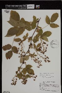Rubus ablatus image