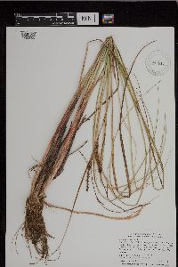 Carex utriculata image