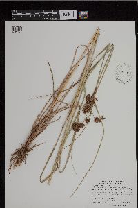 Scirpus cyperinus image