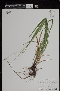 Carex gracillima image