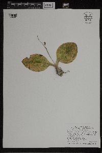 Image of Liparis liliifolia